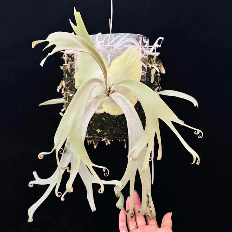 爱丽丝蓝鹿角蕨侧芽8cm盆径包邮