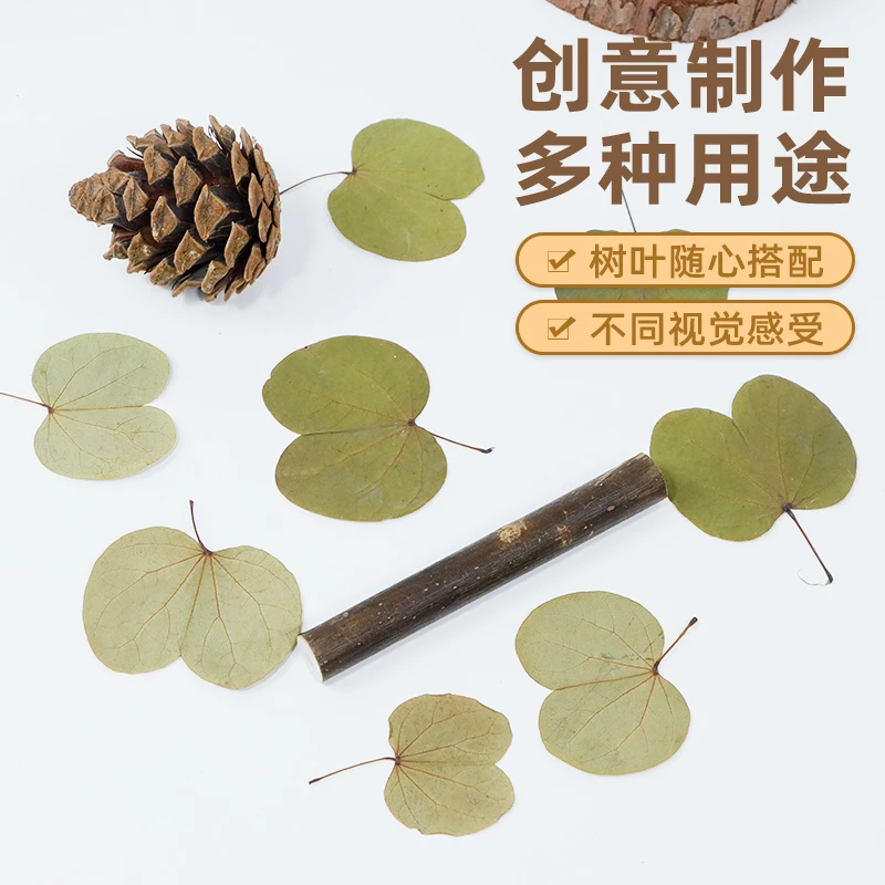 枯树叶羊蹄夹叶子手工干花树叶标本真叶装饰自然落叶贴画干梧桐叶