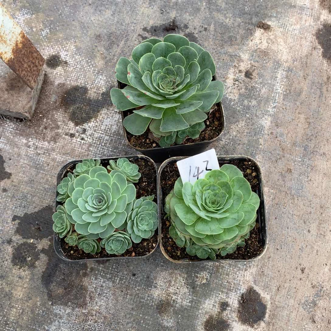 142带侧芽福利3颗