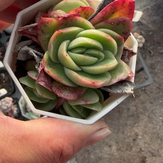 186冰玫瑰多肉植物多