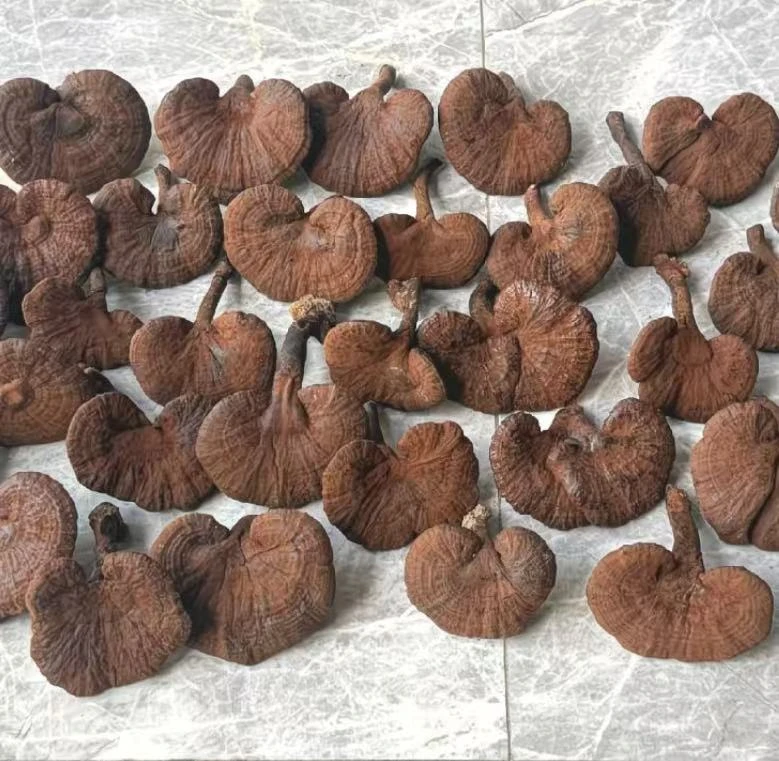 阿来专属-带粉小灵芝