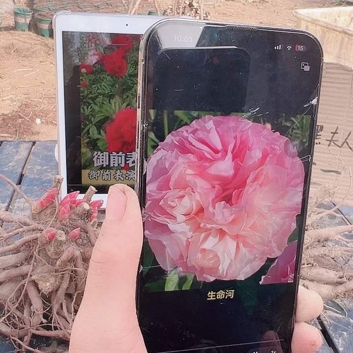 当前无花栽培后可以开花生命河