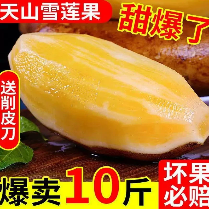 正宗云南天山雪莲果10斤新鲜大果当季现挖脆甜雪莲果包邮孕妇水果