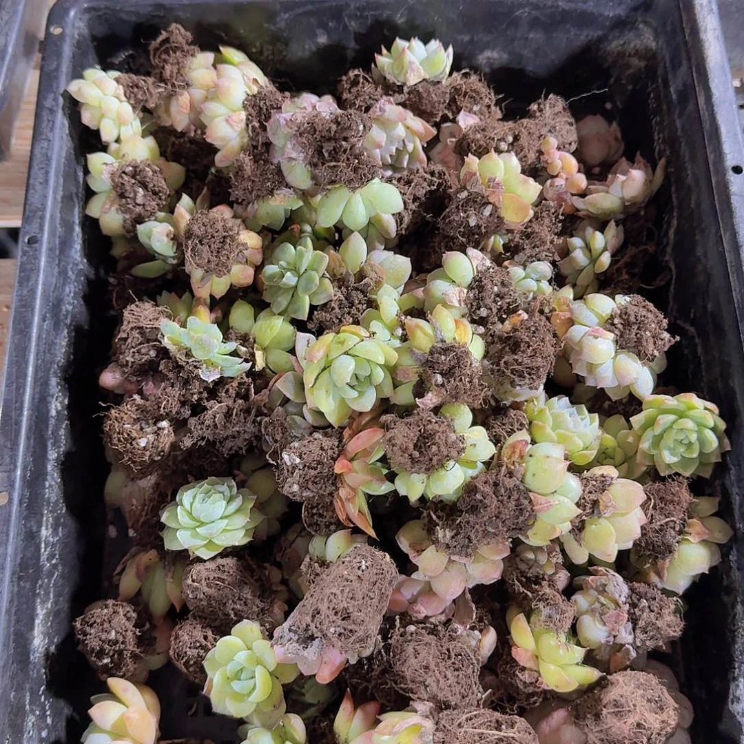 瑕疵不售后福利35