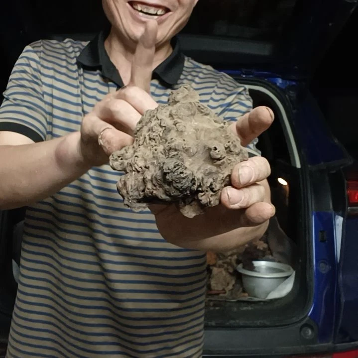 稳定木y***f高山 檬子木文玩料
