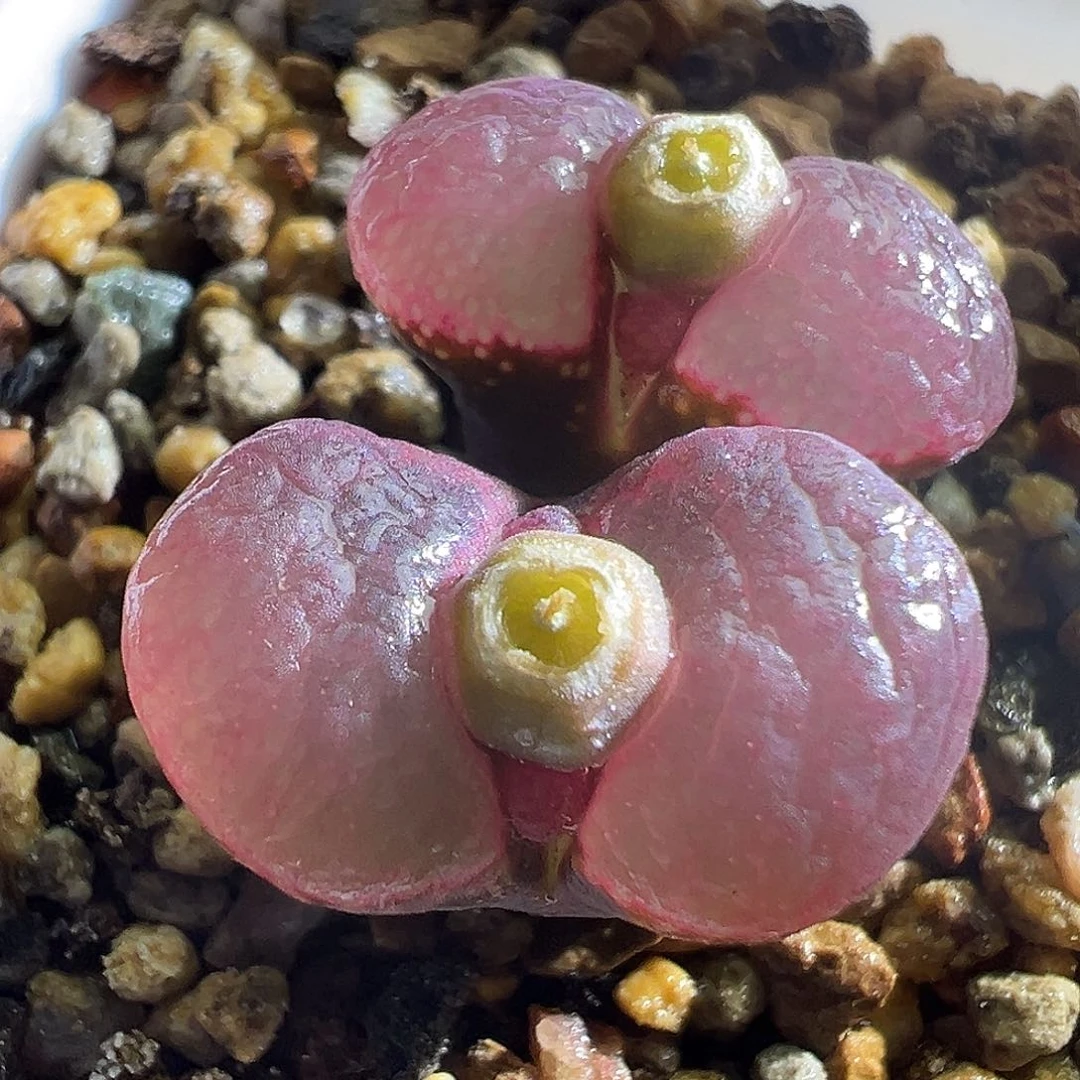 301#。   赤焰杂交。 9折。