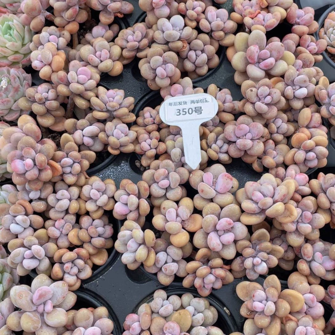 350号丸叶粉桃蛋组合8头起