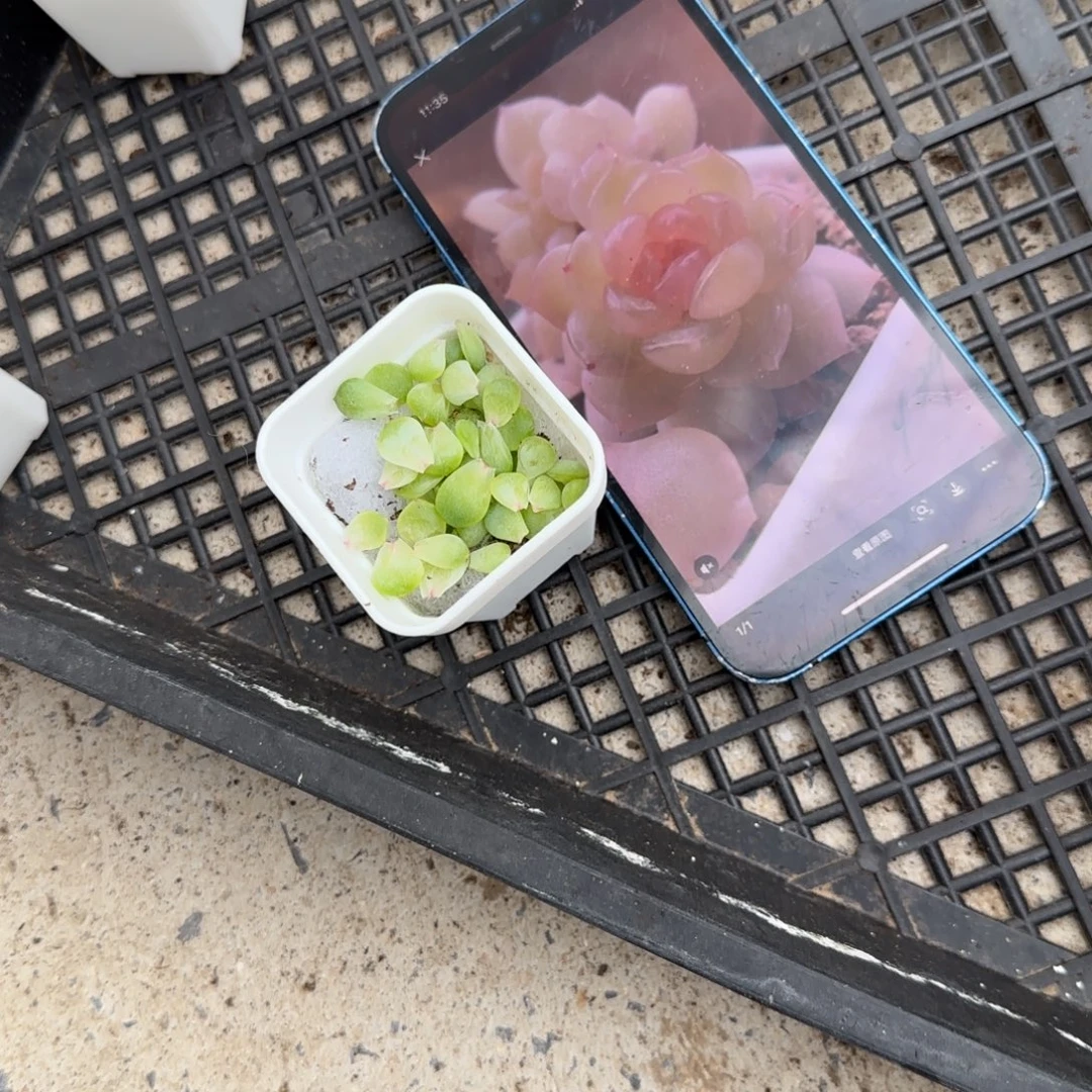 X Z9叶子一个满25包邮