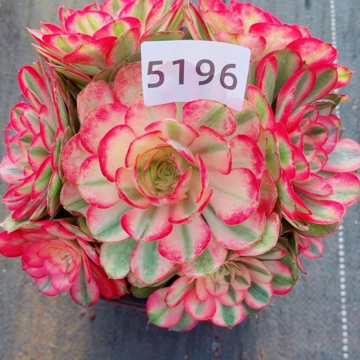 荔枝特价超级福利