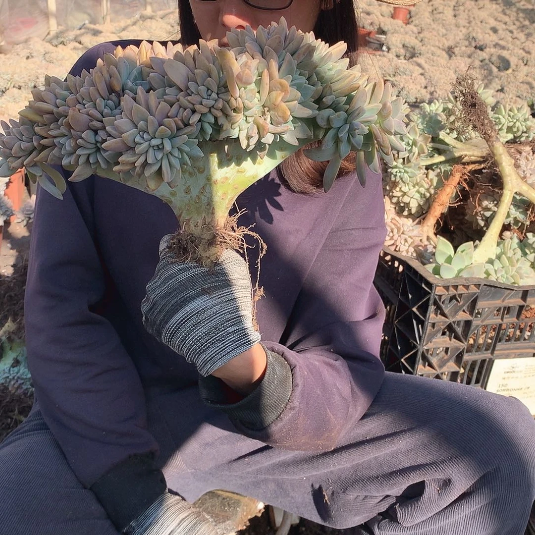 755 淡雪缀 一物一拍