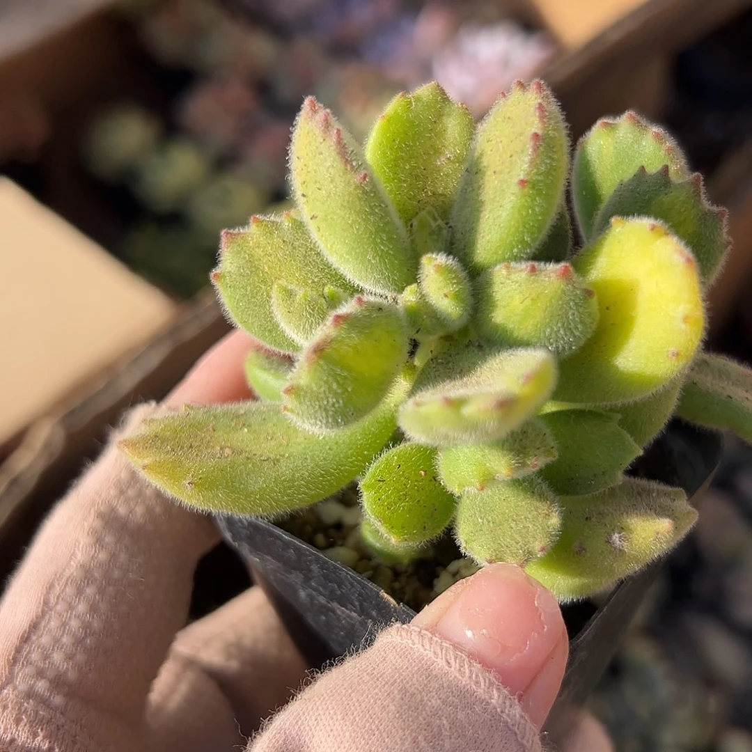 多肉植物熊童子群