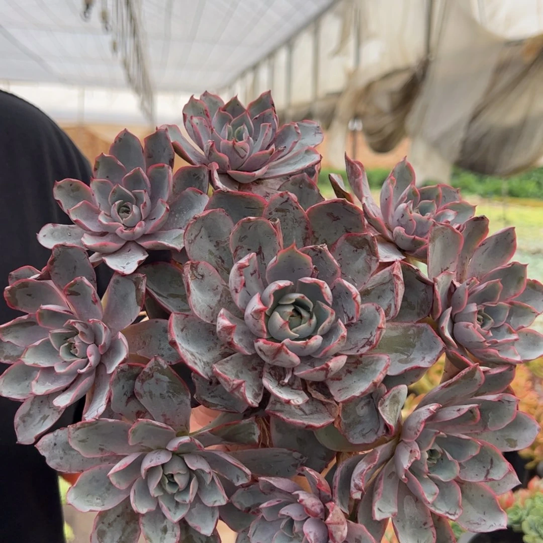 赫拉多头手捧无砍