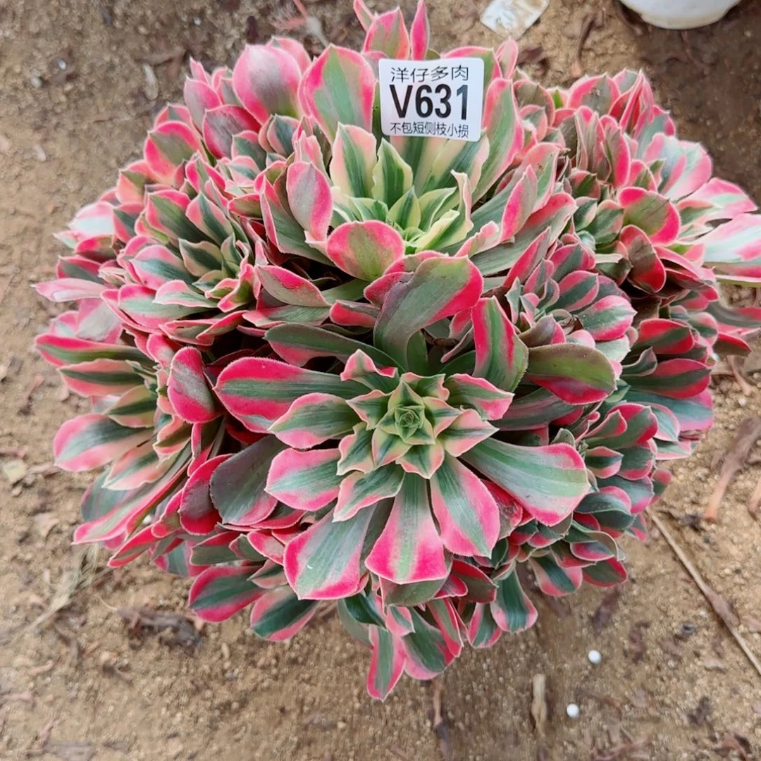 女妖发师631冠幅28