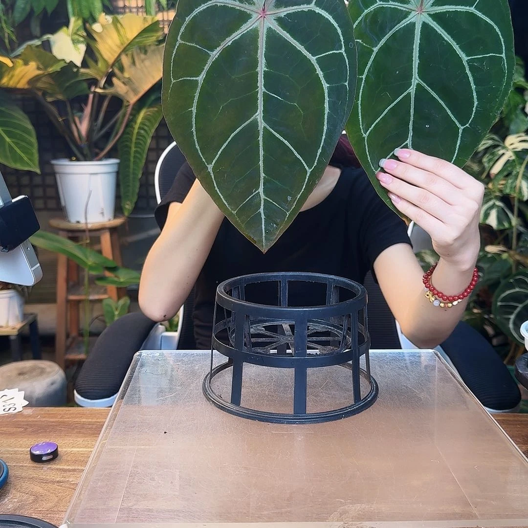 完全开放一物一拍S114米歇尔