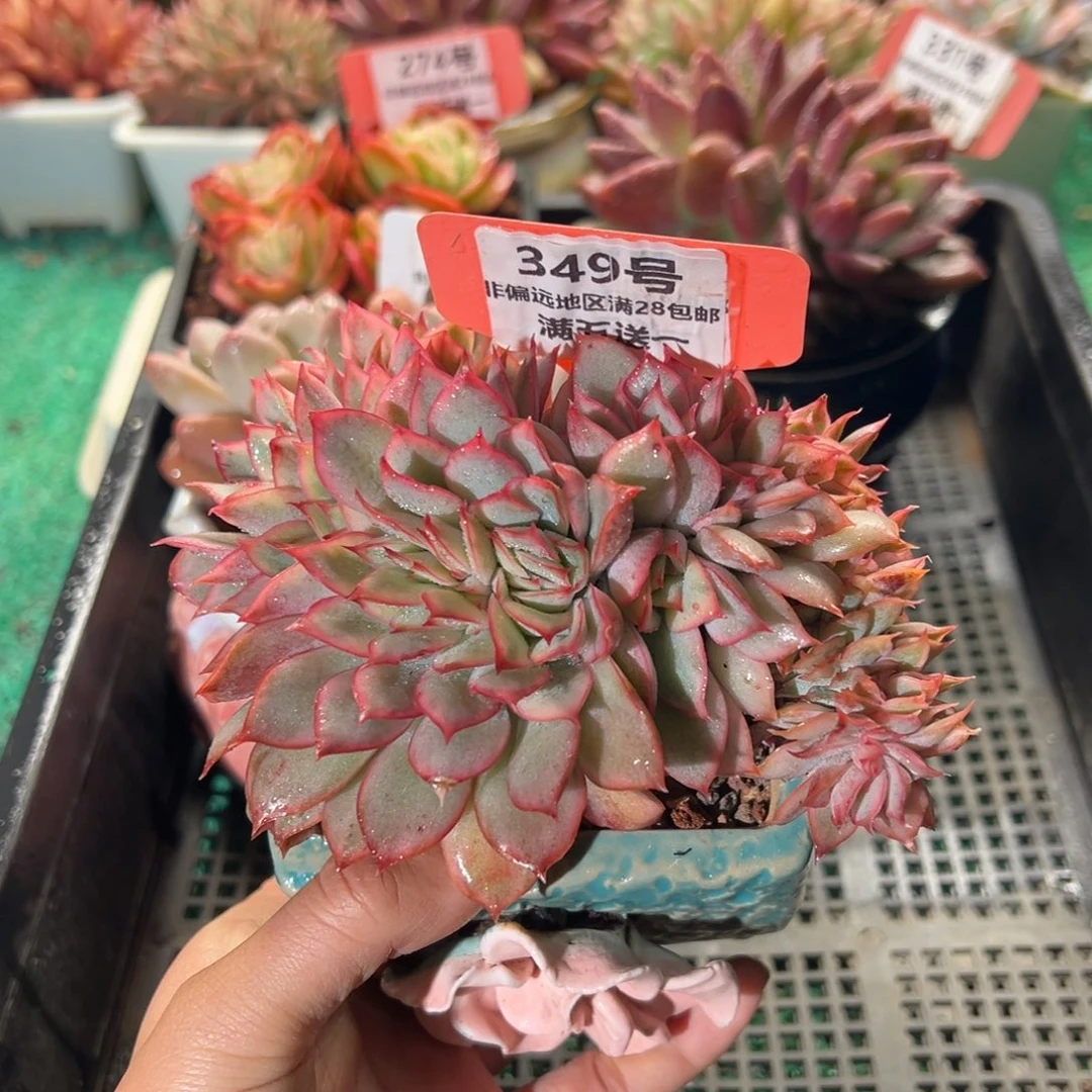 表妹精品多肉植物349.