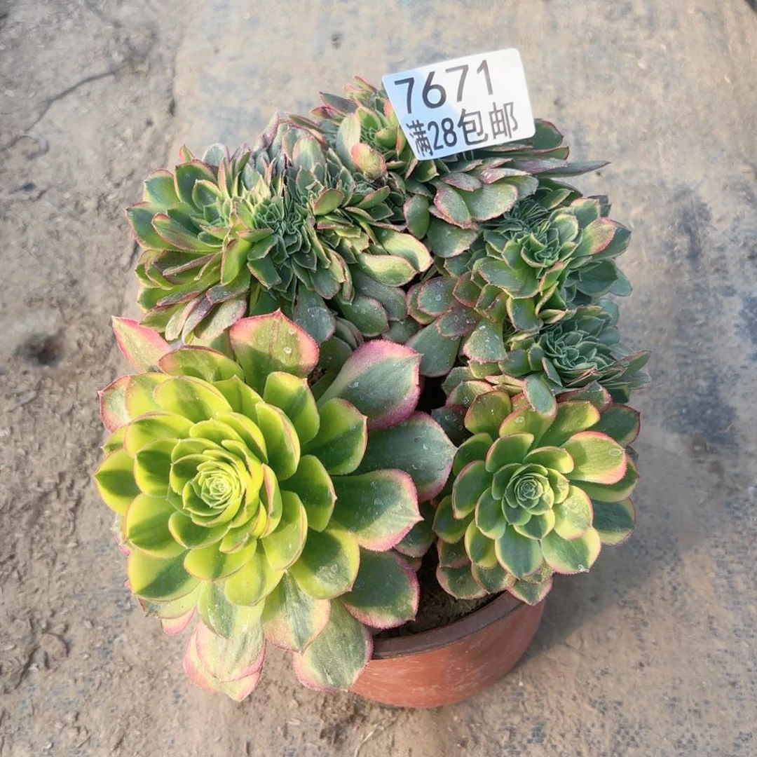 H. 7671奶白缀多肉