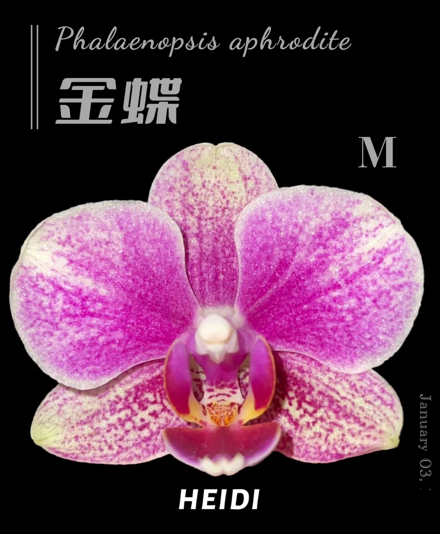 2.8杯蝴蝶兰（金碟2）花苞株