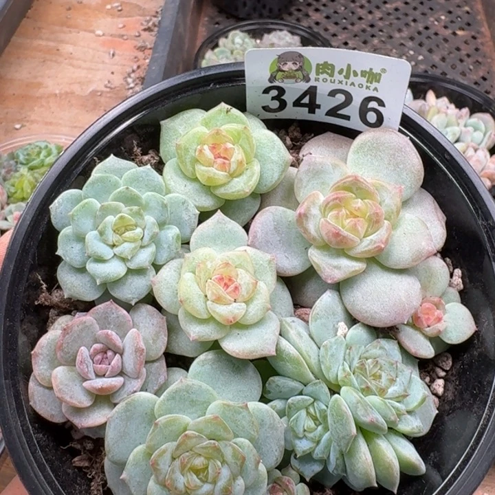 多肉植物多肉植物