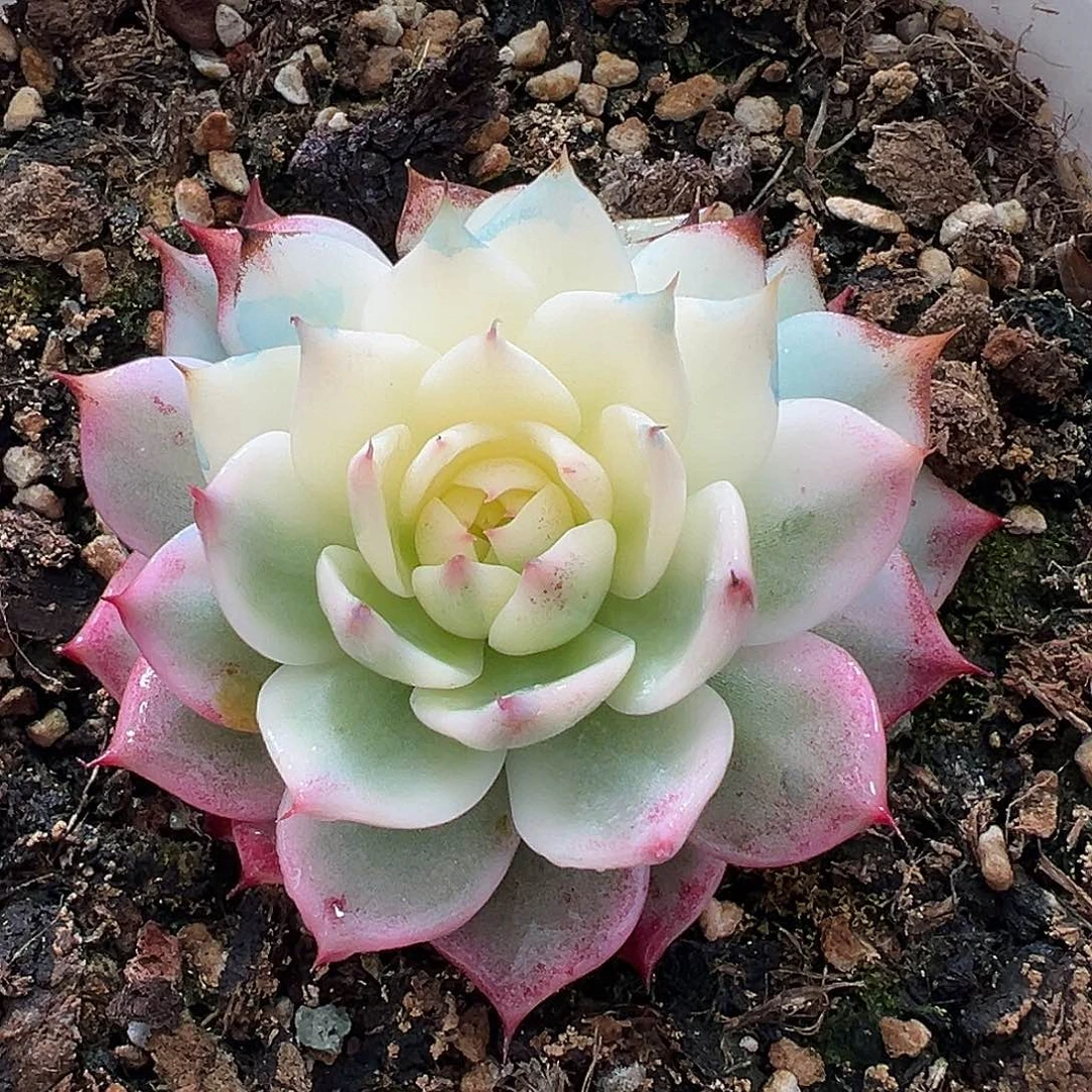 吉娃娃锦，半覆轮锦