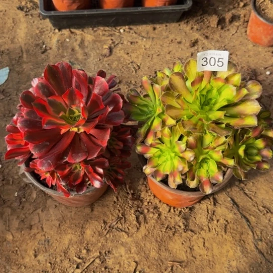 法师2棵4号棚305多肉植物