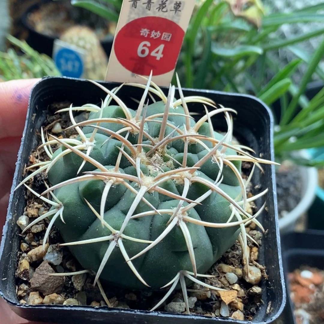 实生天平丸5cm一棵仙人球