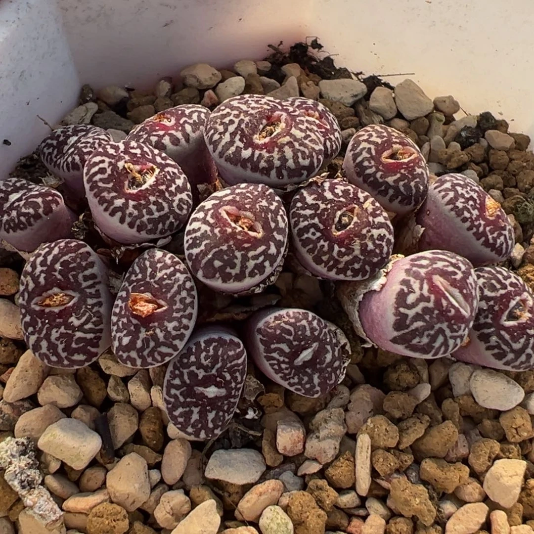 175多肉植物种类多样