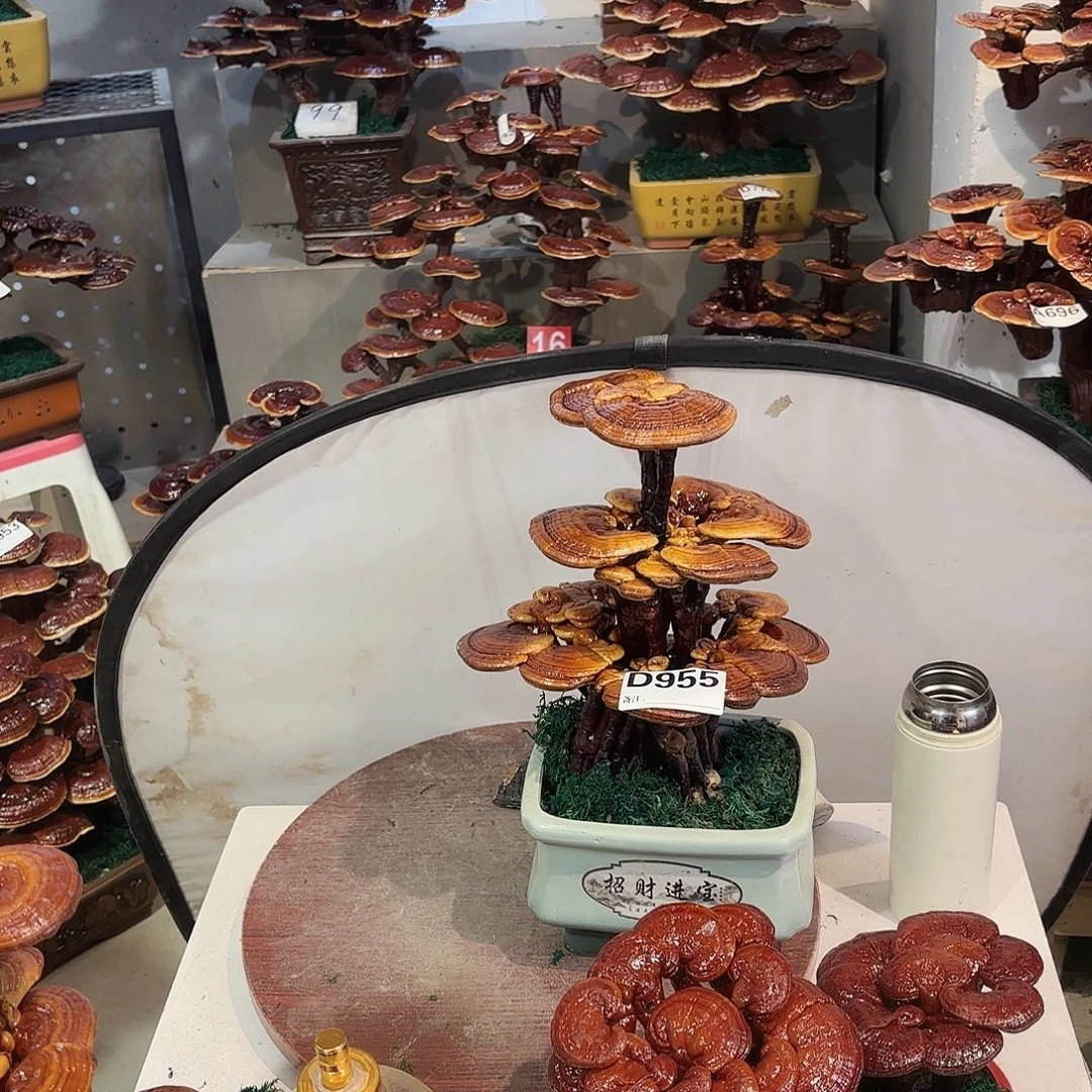 无花朵灵芝88888888888888