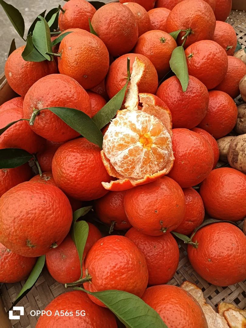 重庆当季新鲜东方红蜜橘皮薄多汁香甜饱满柑橘水果