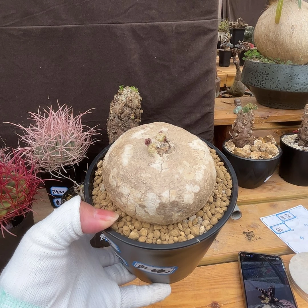 汤圆植物卵叶西番莲产地