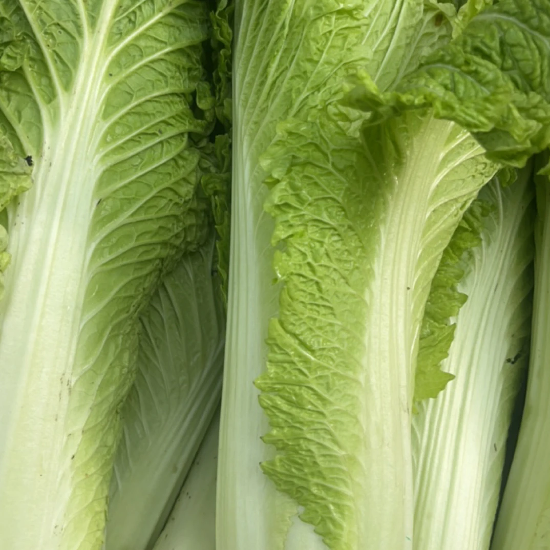 贵州农家露天青口麻叶大白菜