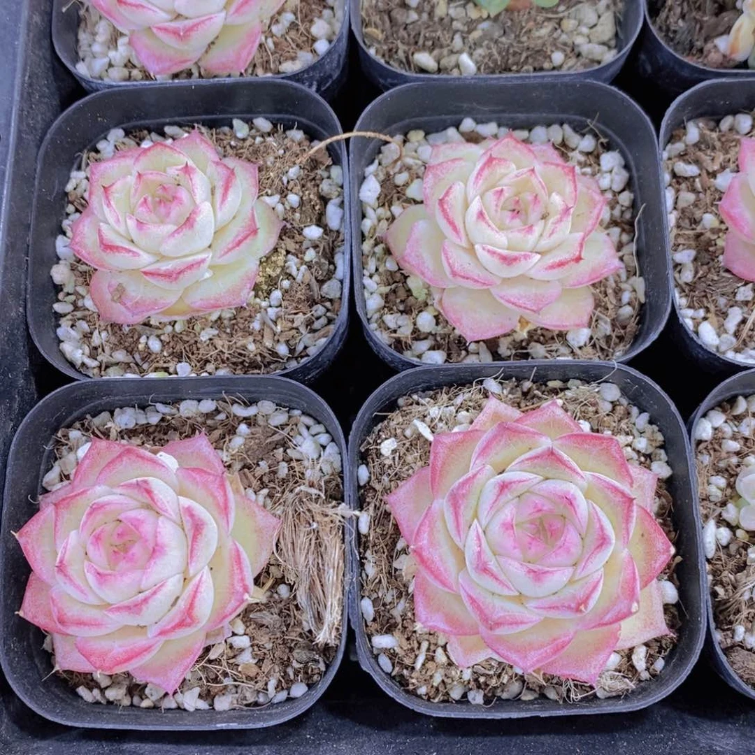 1202-31-精品潘多拉女王单头一个