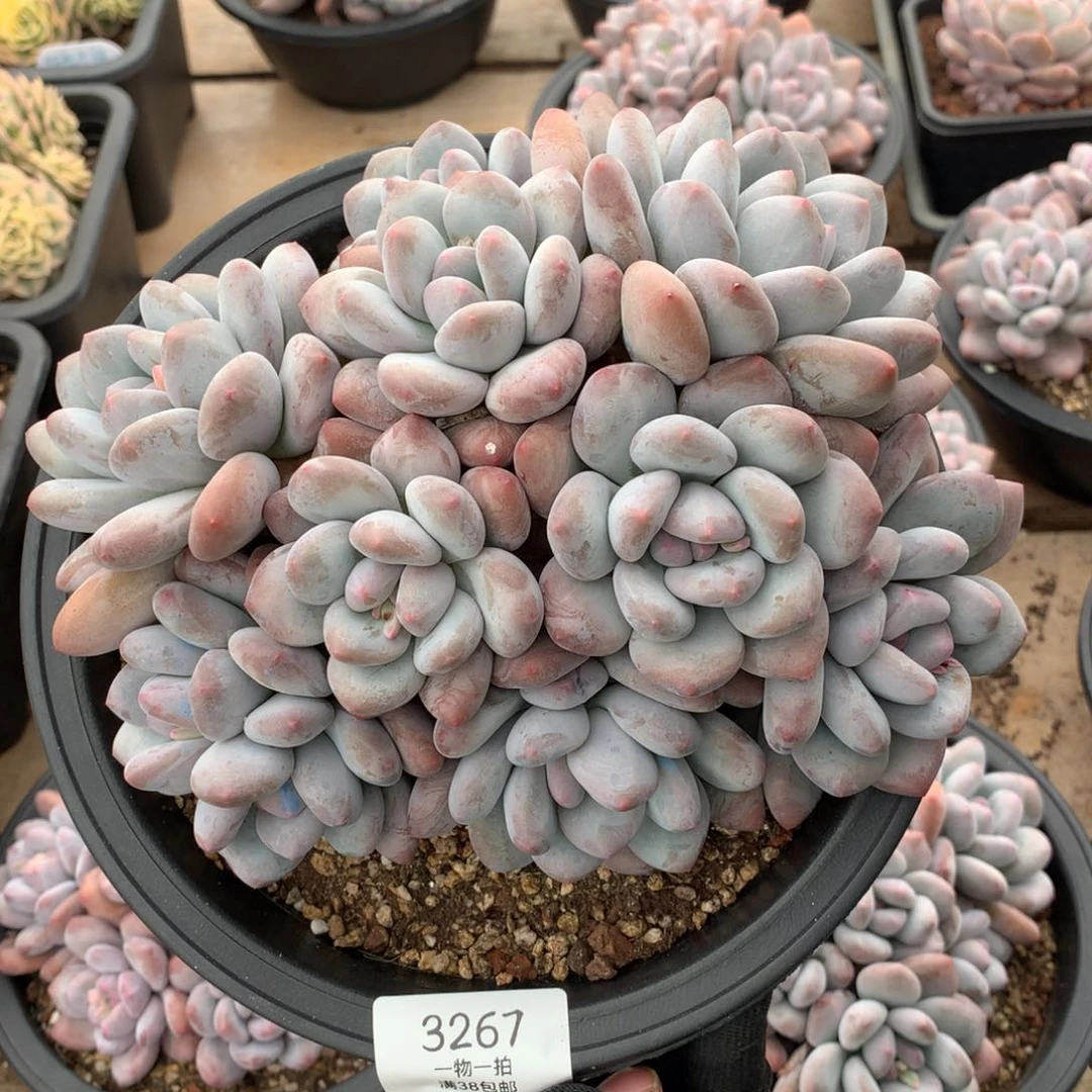 19.5厘米10天老桩香水3267