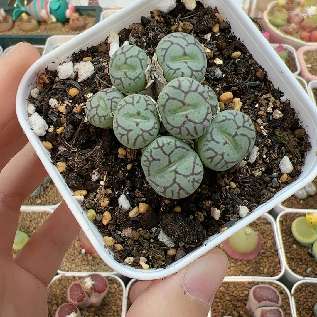 【闪购商品】小*丶151 青姬