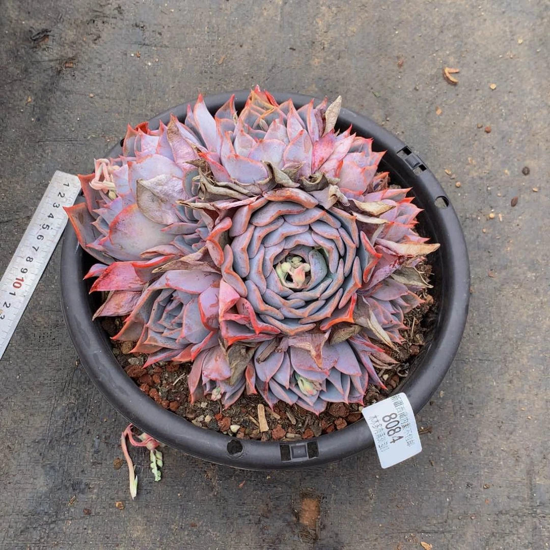 九**莉8084露西娜多肉