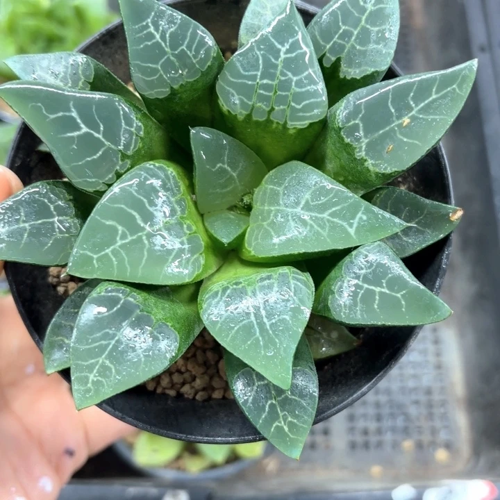 母本大青木克多肉植物