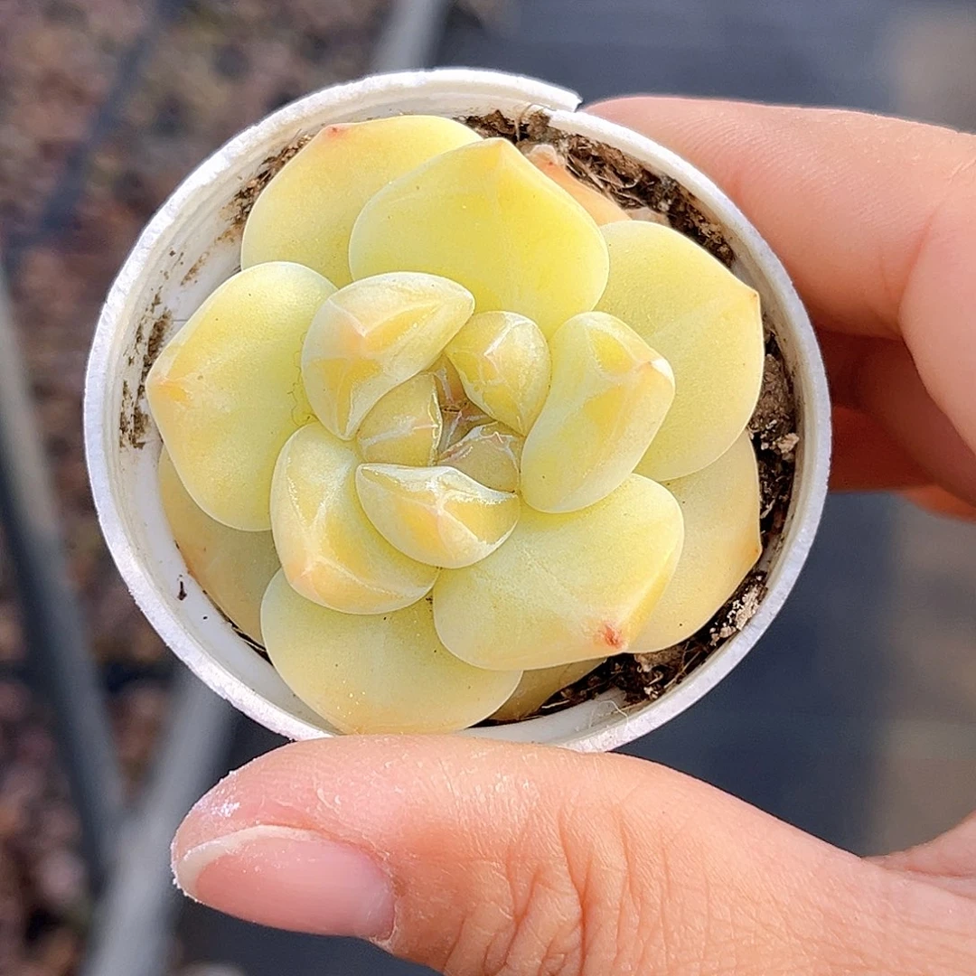 416 彩色冰淇凌 满18包邮