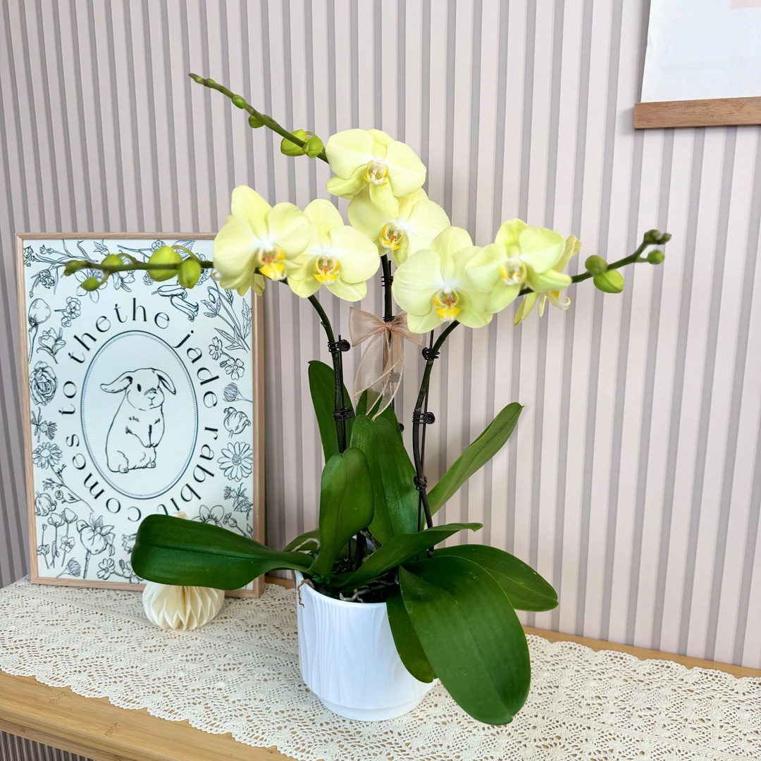 【芳美神话】蝴蝶兰 绿色系大花