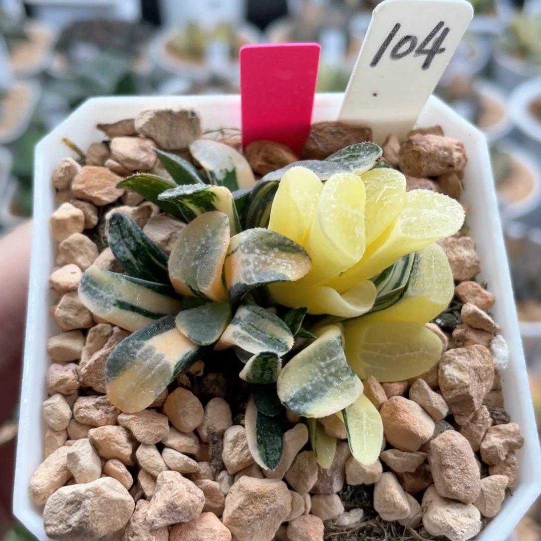 104点点寿锦群。