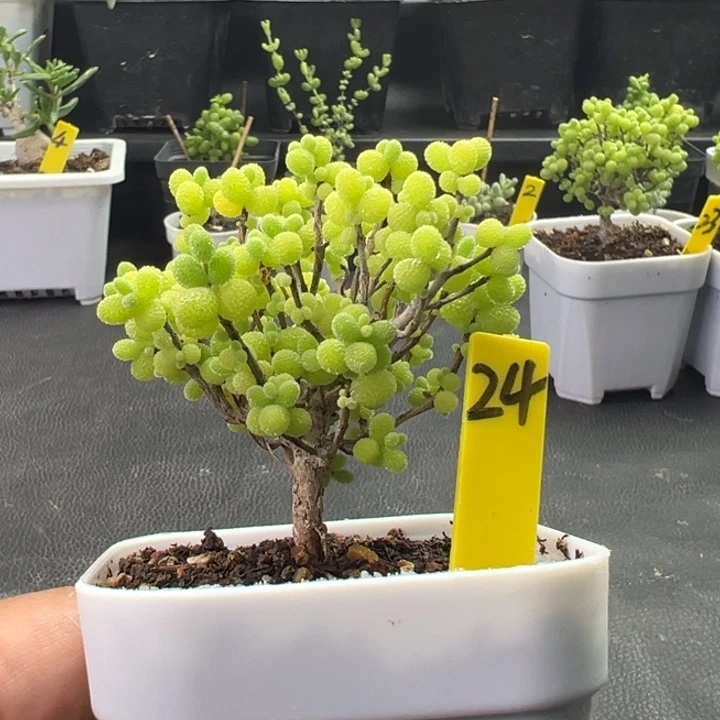 24号精控棒棒糖一物一拍