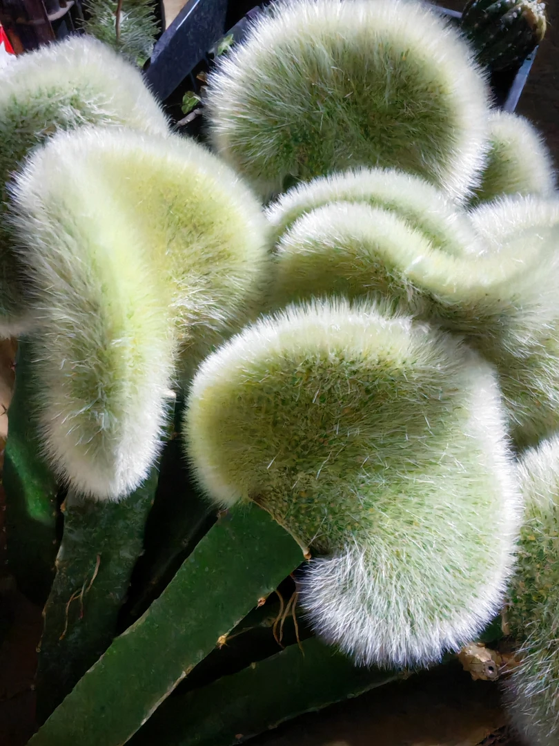 九尾狐缀化头无根不包损特惠包邮非偏远