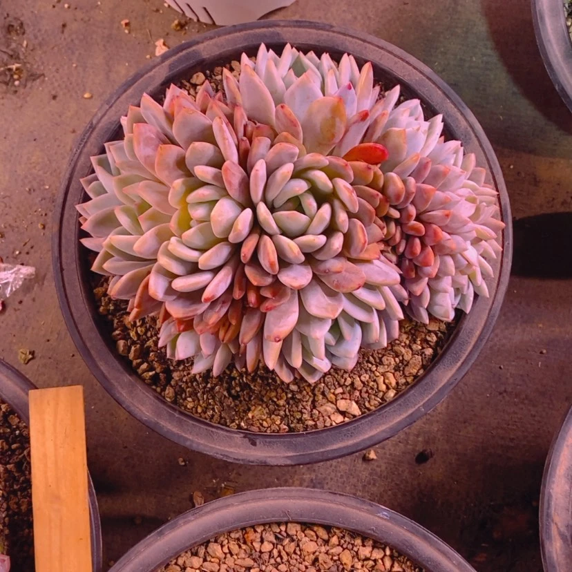 【闪购商品】钮****?11111111