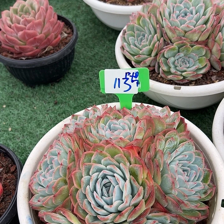 11沙沙女王一个带盆