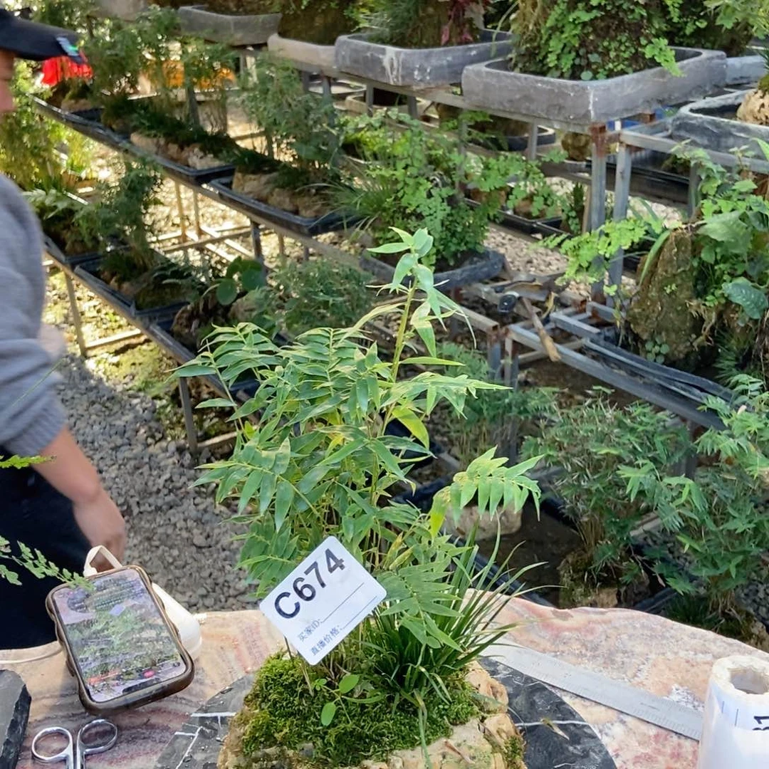 无花朵111111111111