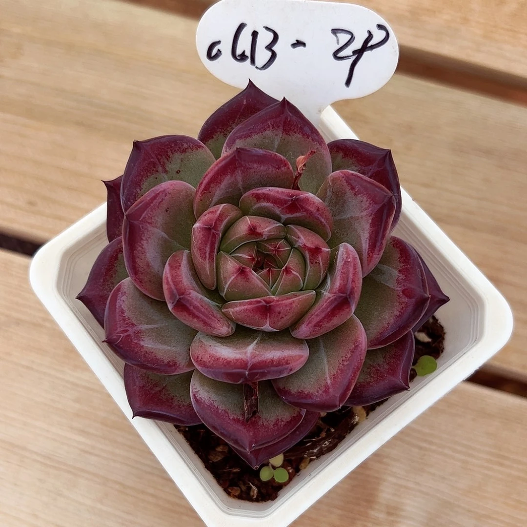 小***妹0613-29宠粉。。。。。