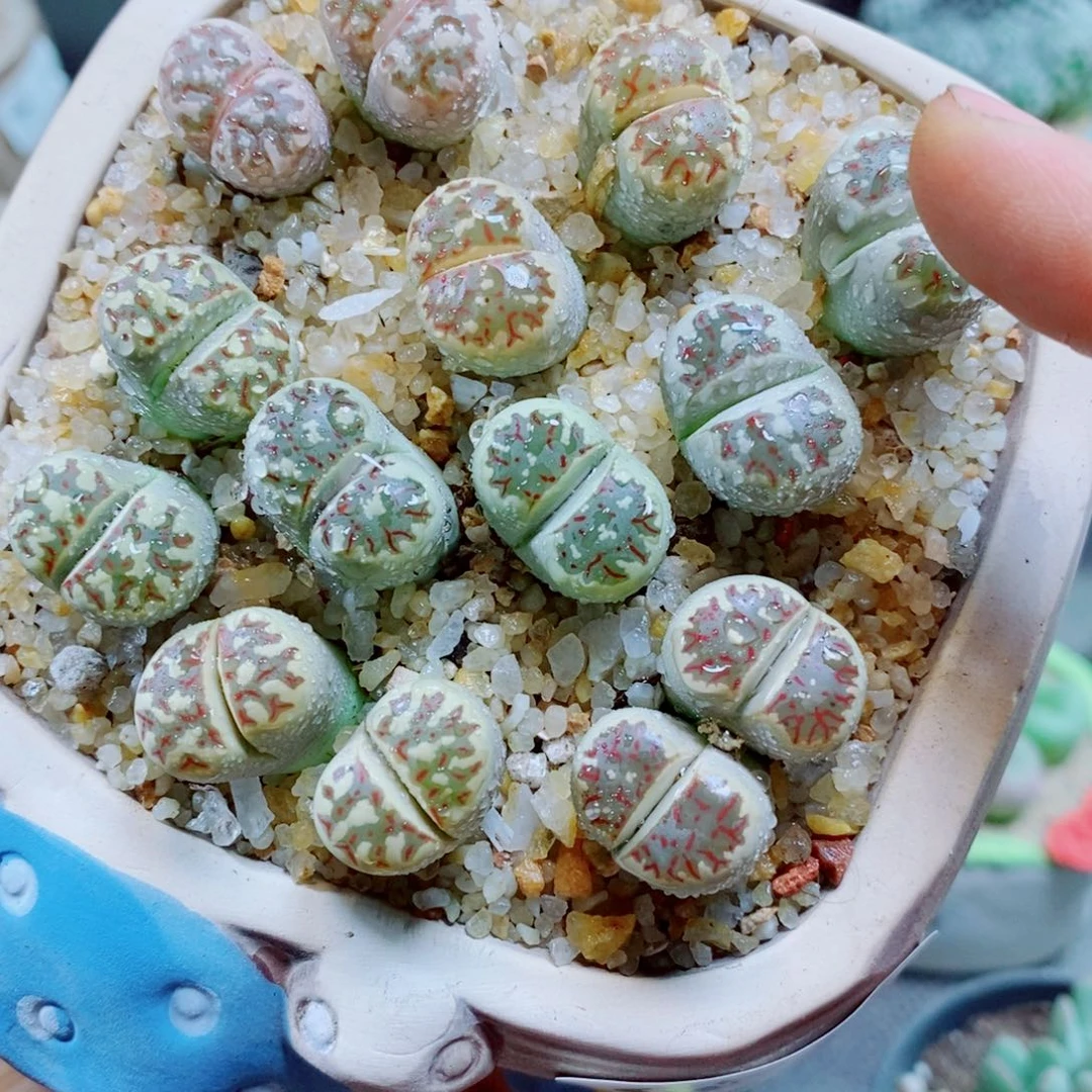 生石花花哈哈哈哈264