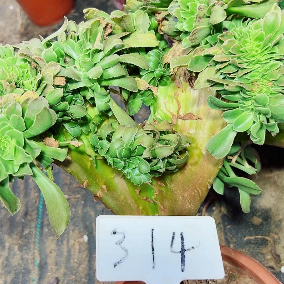 多肉植物香炉盘缀花