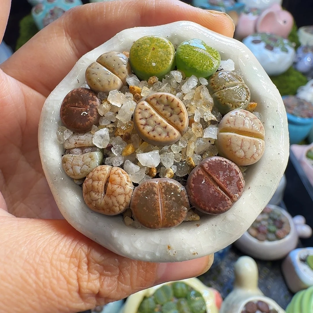 多肉植物福利冲1241