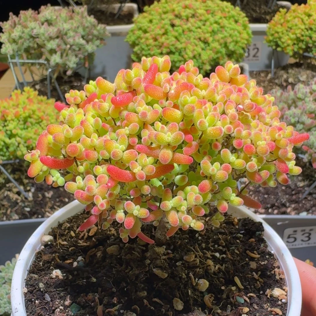 蜜桔糖球枝干番杏102