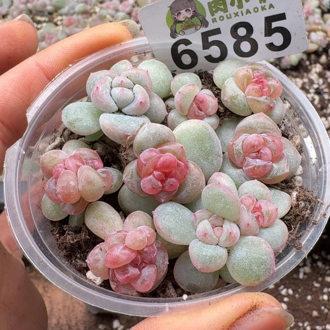多肉植物多肉植物
