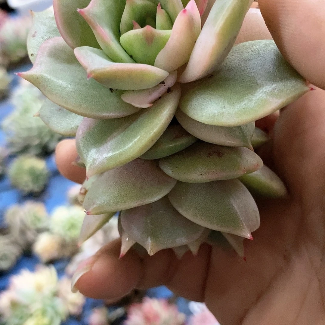 410贝加尔湖锦多肉植物哇啦塞